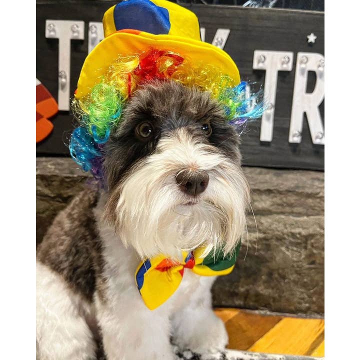 Midlee Designs - Wholesale Pet costume – Dog - Midlee Clown Costume Hat, Bowtie, and Wig Dog Costume10