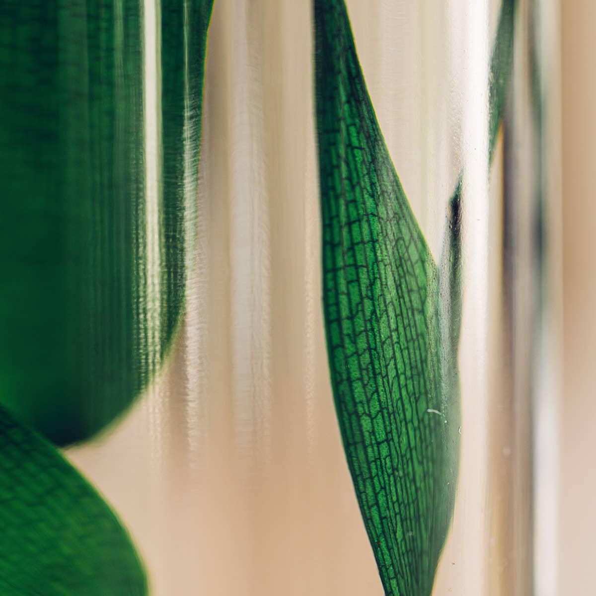 Theophile Berthon - Vente Plante - L'Herbarium Ruscus vert - plante immergée7