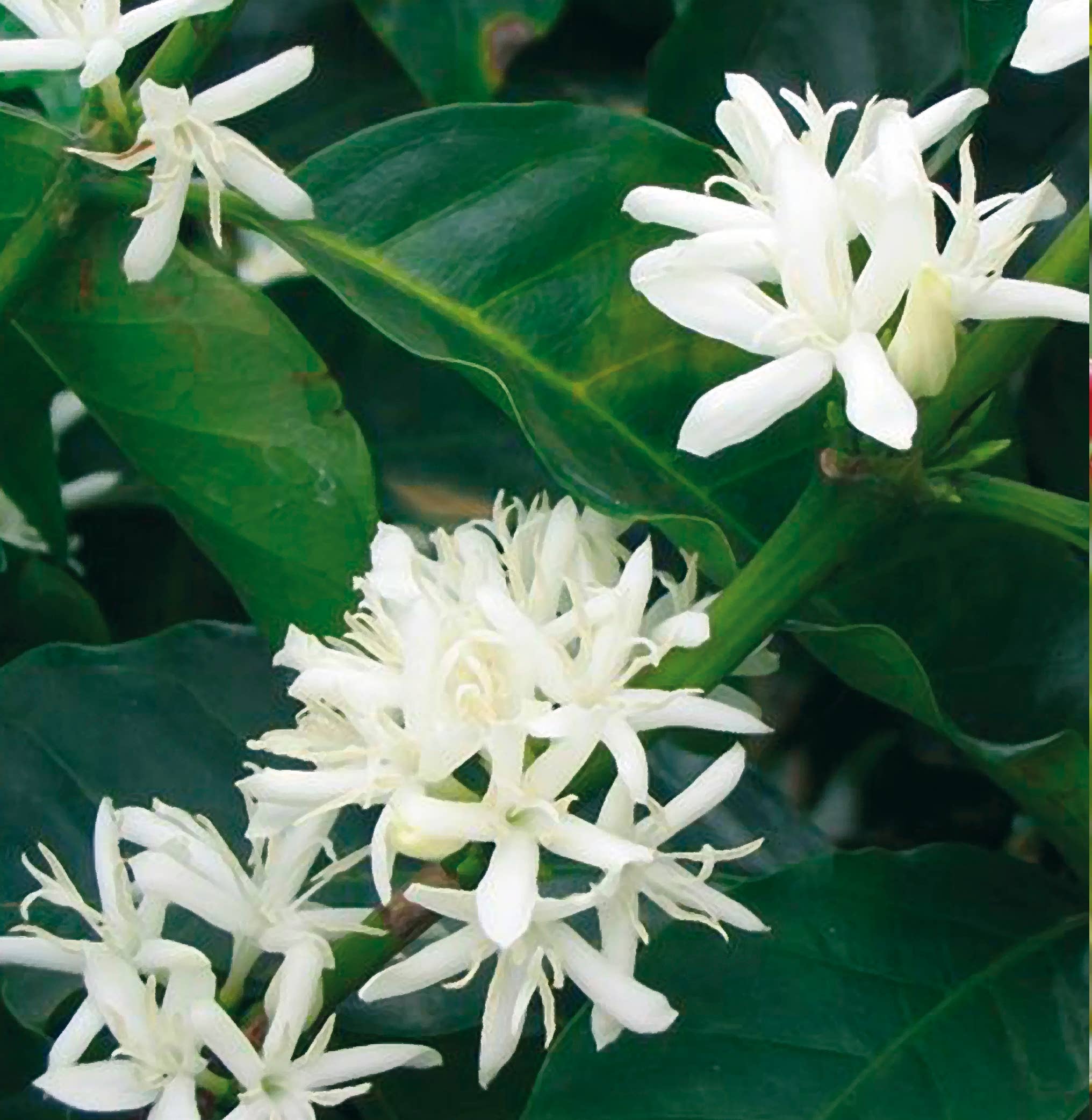 Caffè Corsini - Wholesale Coffee Beans - Coffee beans | Colombia | 100% Arabica | Pack of 250g3