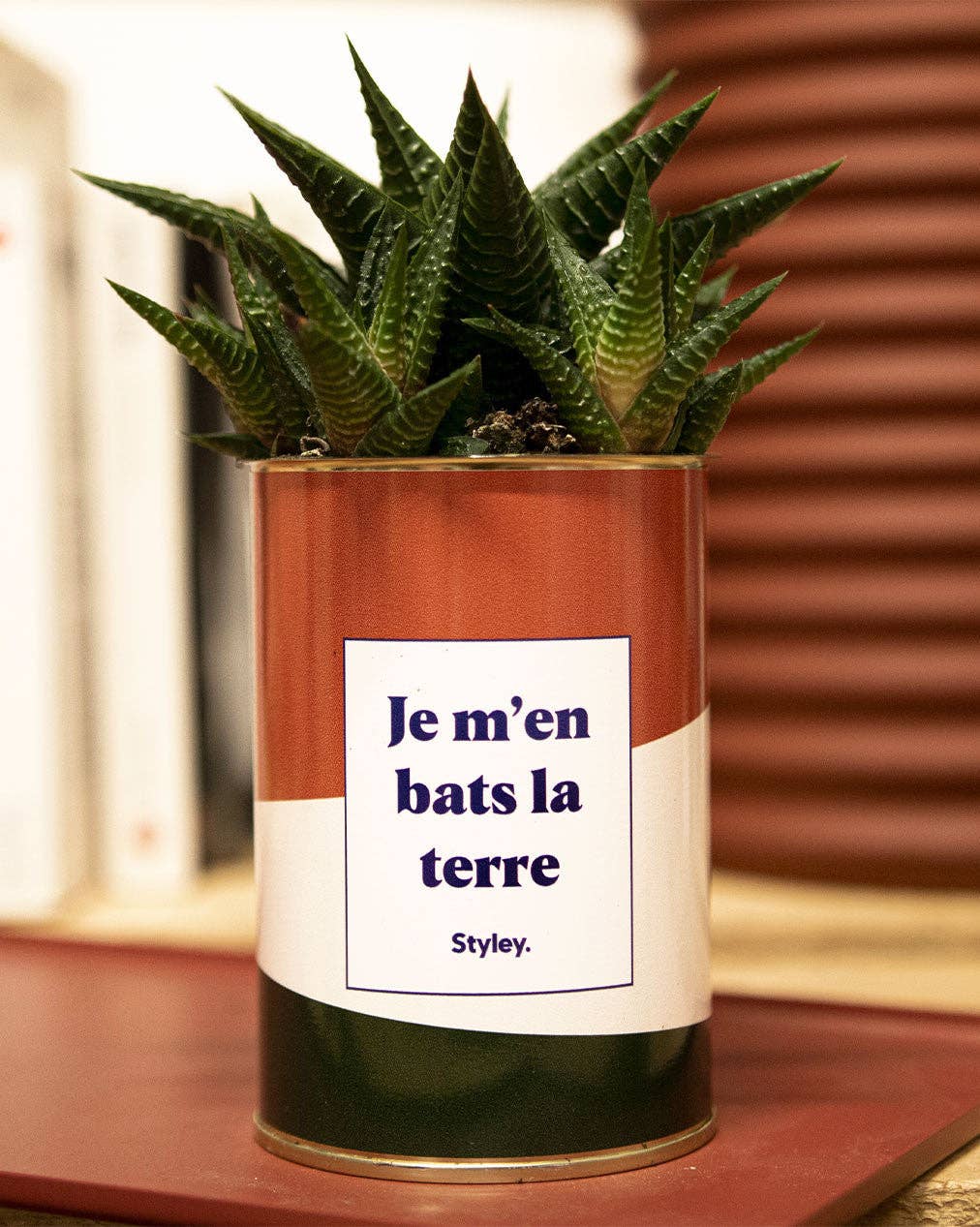 Styley - Wholesale Succulent - Je M'en Bats La Terre - Cactus0