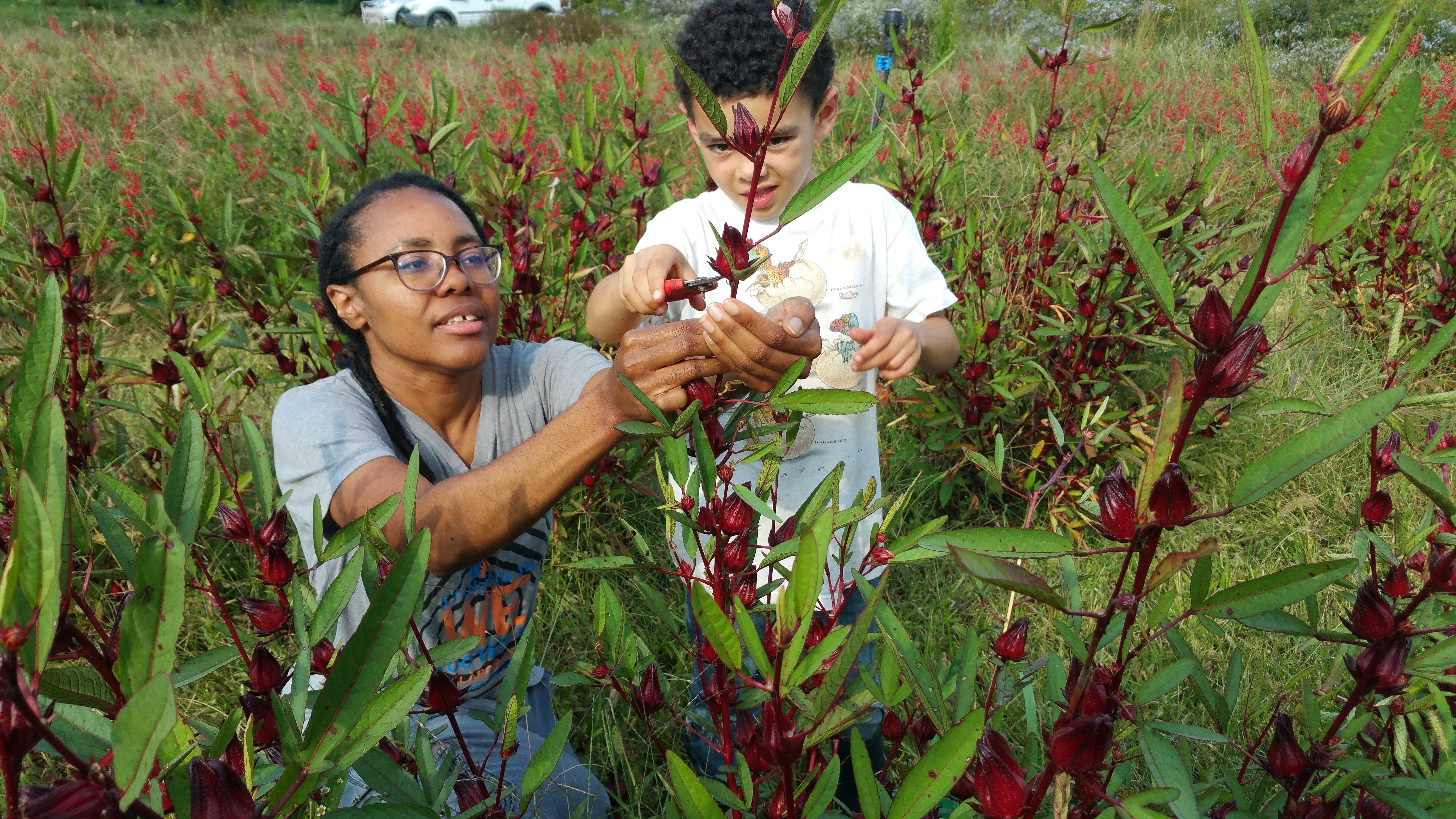 Rayburn Farms - Wholesale Loose Tea - Pisgah Punch4