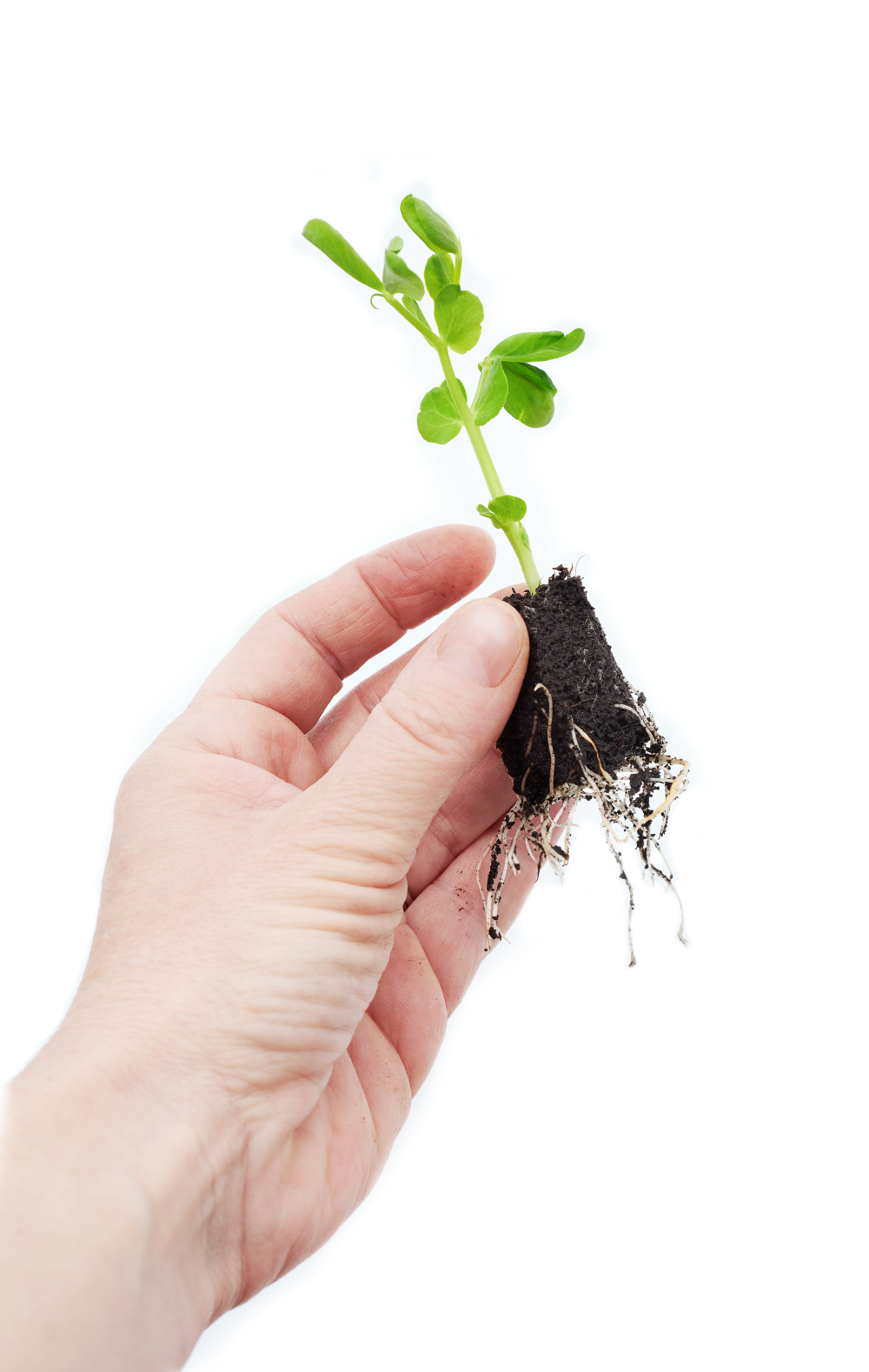 Garden Works - Venta al por mayor Herramientas de jardín - SproutJoy por Garden Works6