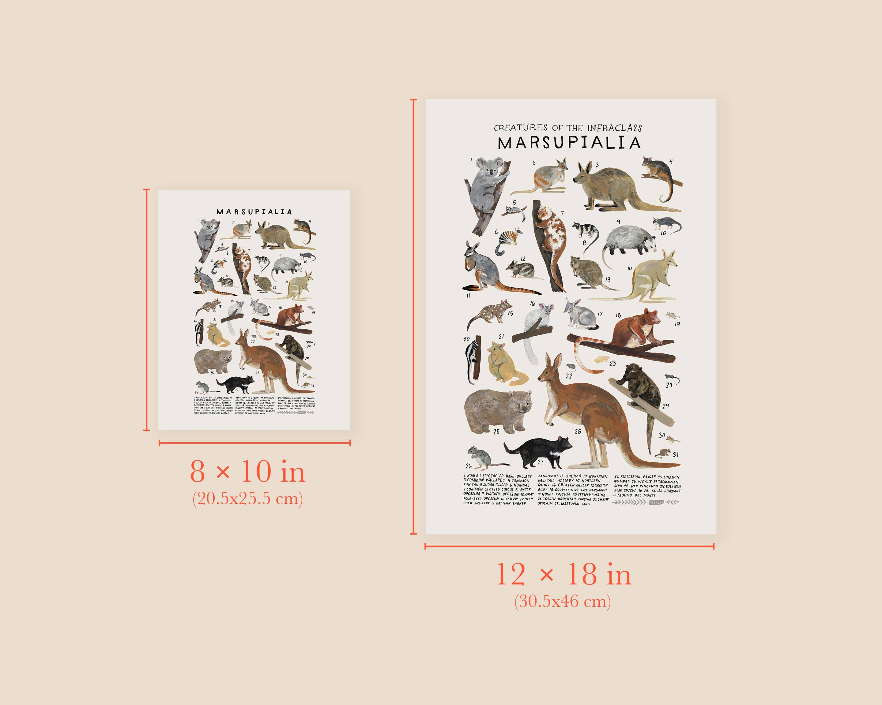 Kelzuki - Wholesale Art Print - Marsupialia: Kangaroos, Koalas, Wallabies, Opossums...2