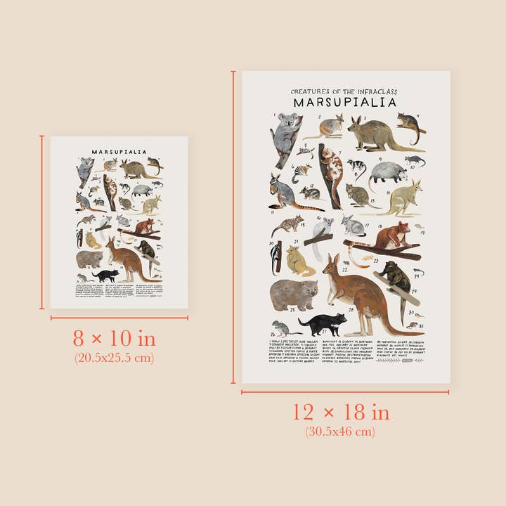 Kelzuki - Wholesale Art Print - Marsupialia: Kangaroos, Koalas, Wallabies, Opossums...2