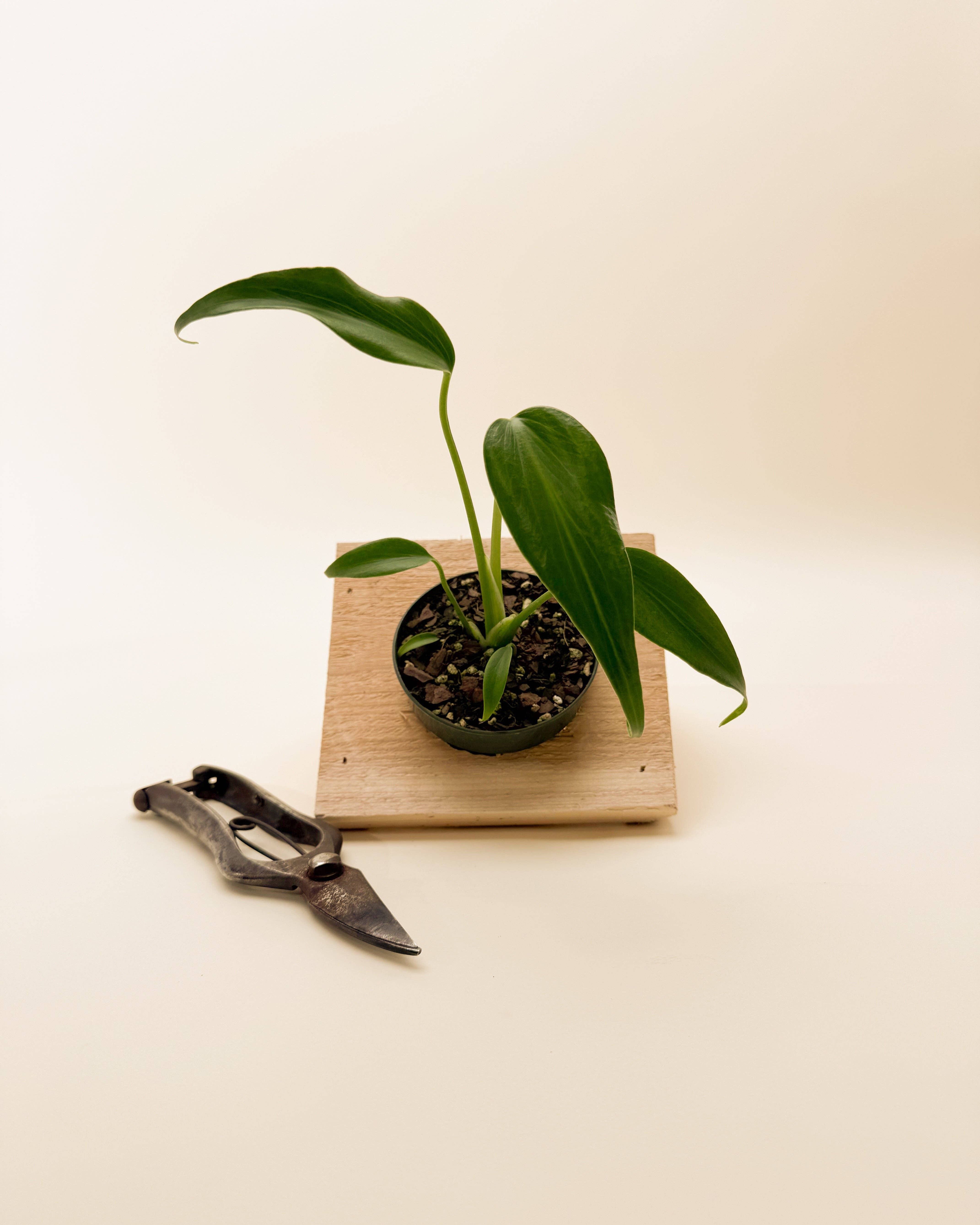 Monstera 'Burle Marx Flame'