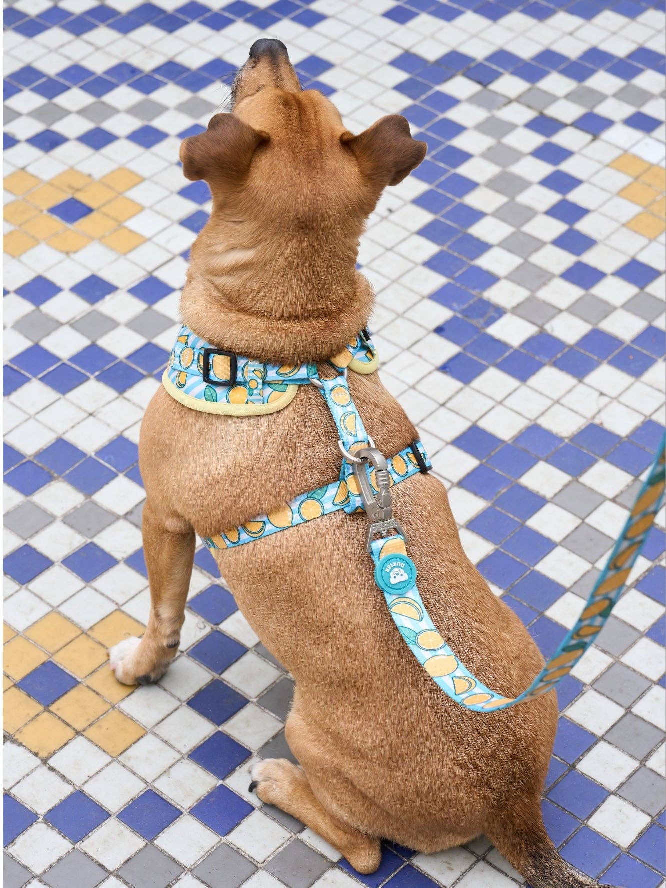 Dukier - Wholesale Pet Harness - Dog - ADJUSTABLE DOG HARNESS LEMONS4