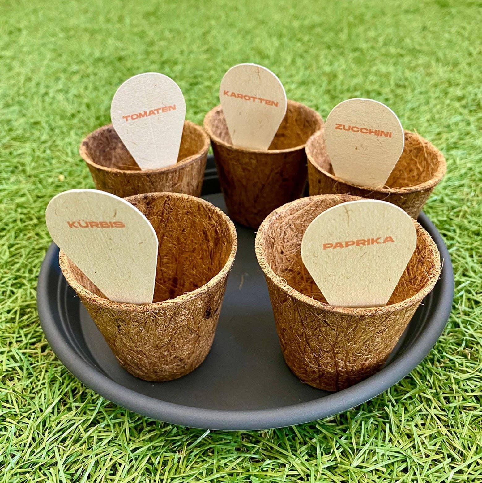 Pferdeapfel - Wir lieben Pflanzen – Großhandel Pflanzensamen – Anzuchtset VEGGIE-MIX inkl. 5 Sorten BIO-Gemüsesamen2