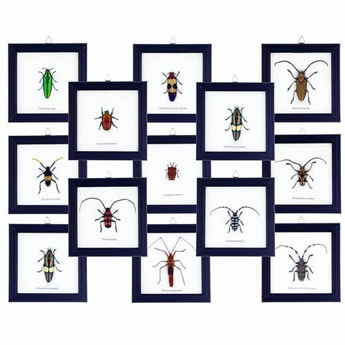 Cadres pour spécimens d'insectes individuels Asst 1Dz - TJGCWB pour la vente par World Buyers