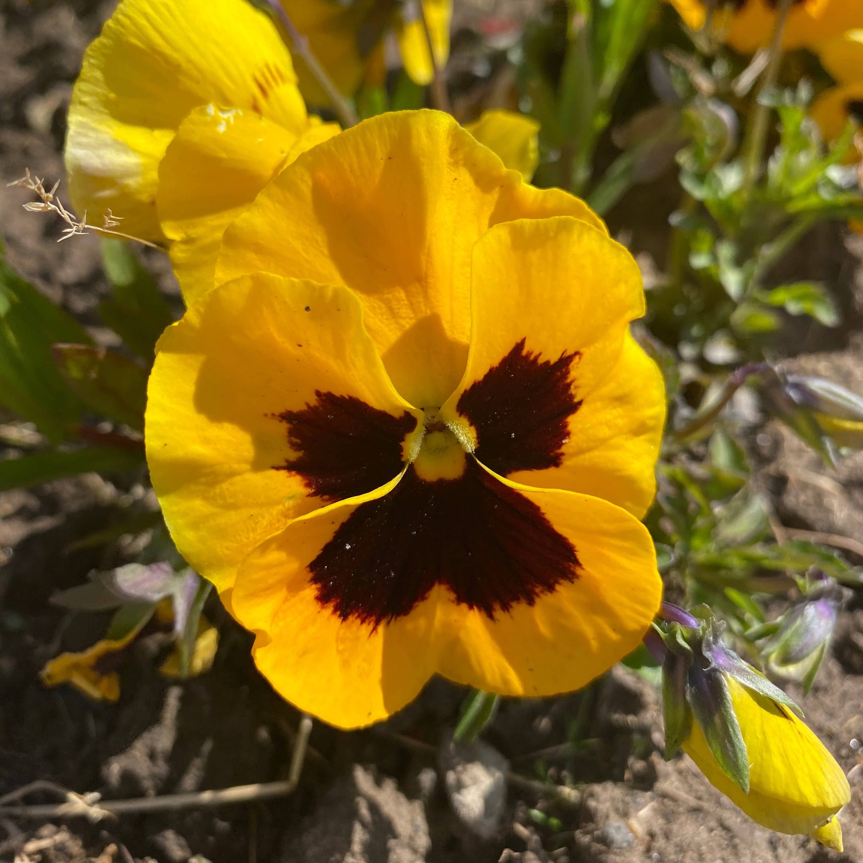 Alexander Thurlow & Co Ltd - Vendita all'ingrosso Orecchini pendenti - Orecchini a goccia con fiore di viola giallo3