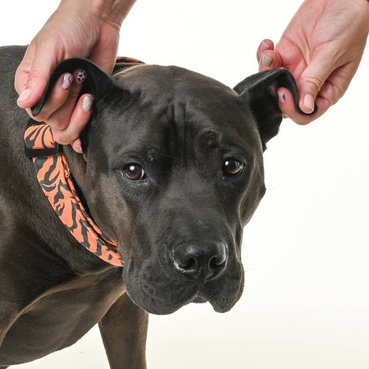Ink Oil LLC – Engroshandel Kæledyrskosttilskud – Hund – Calm Pup All Natural Hundeolie til hundeangst og træning