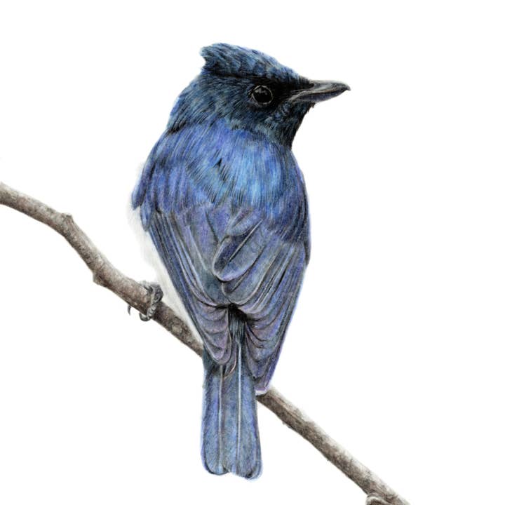 "Incandescence" Flycatcher Backyard Bird Fine Art Print for wholesale by Jenna Chartrand Coloured Pencil Fine Artist