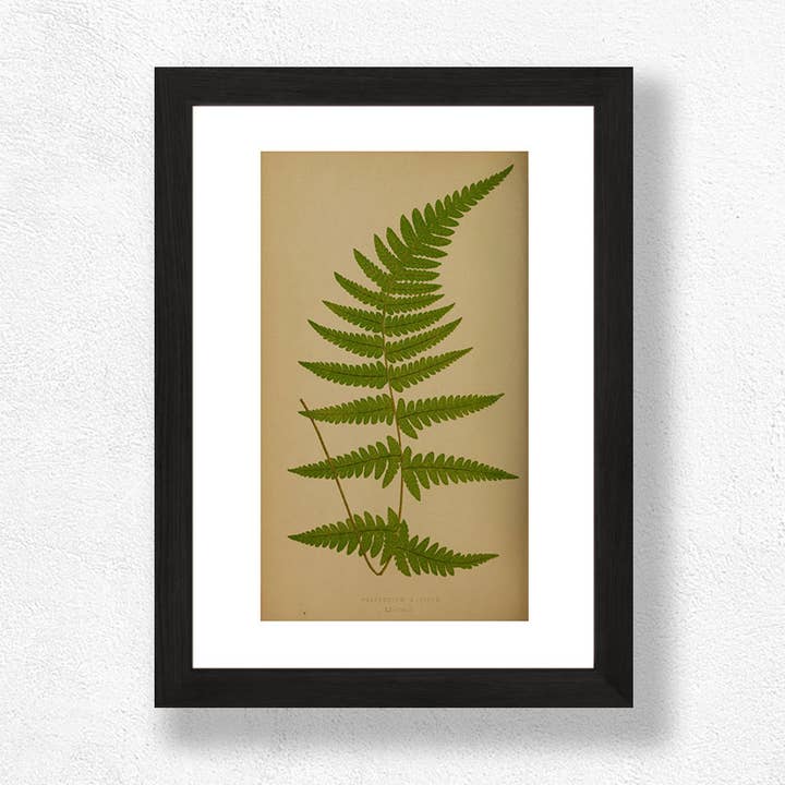 Fern Art Print for wholesale by Almanac Supply Co.