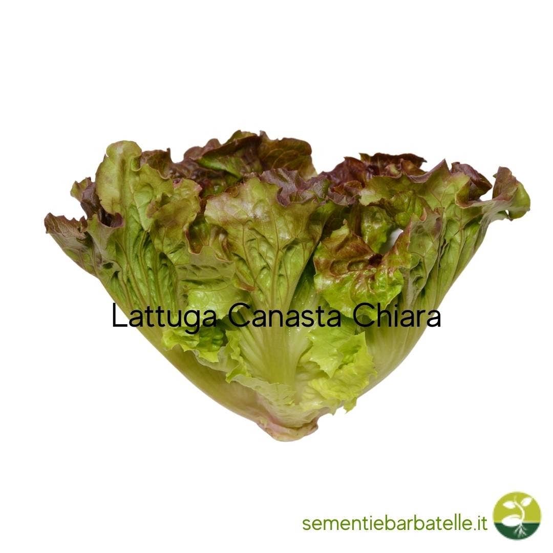Sementi & Barbatelle - Wholesale Plant Seeds - Canasta Light Lettuce0