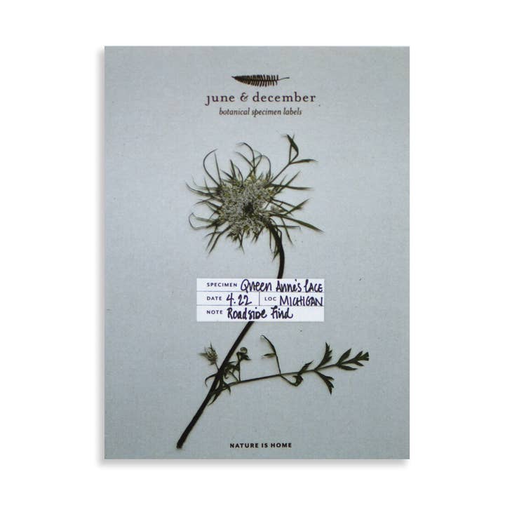 Etiquetas botánicas para especímenes / 36 etiquetas para venta al por mayor de June & December