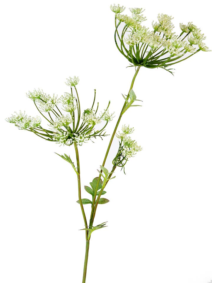 36" QUEEN ANNS LACE SP X 3 for wholesale by American Best