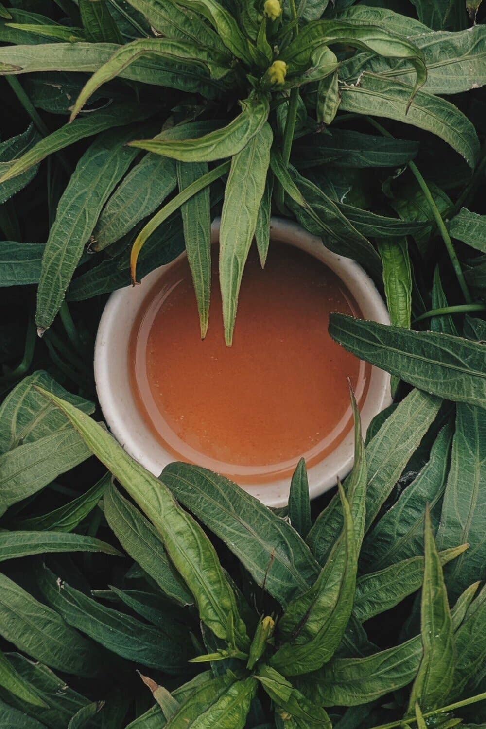 BrightLeaf Tea (formerly Hoptonic Tea) - Wholesale Sparkling Water - Sparkling Jasmine Green Tea1