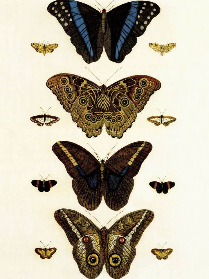 Postcard Butterflies and Moths (130830) for wholesale by The Knowledge of Things by Catch Publishing