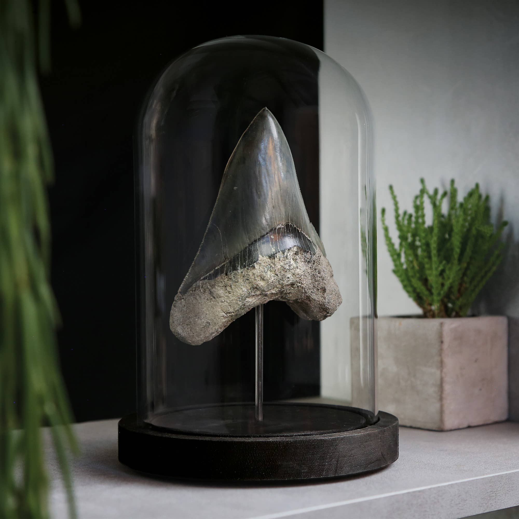 Curated Studio - Wholesale Decorative Tabletop Object - Megalodon XL Tooth Bell Jar Authentic Fossil Home Decoration1