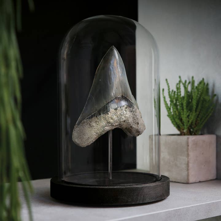 Curated Studio - Wholesale Decorative Tabletop Object - Megalodon XL Tooth Bell Jar Authentic Fossil Home Decoration1