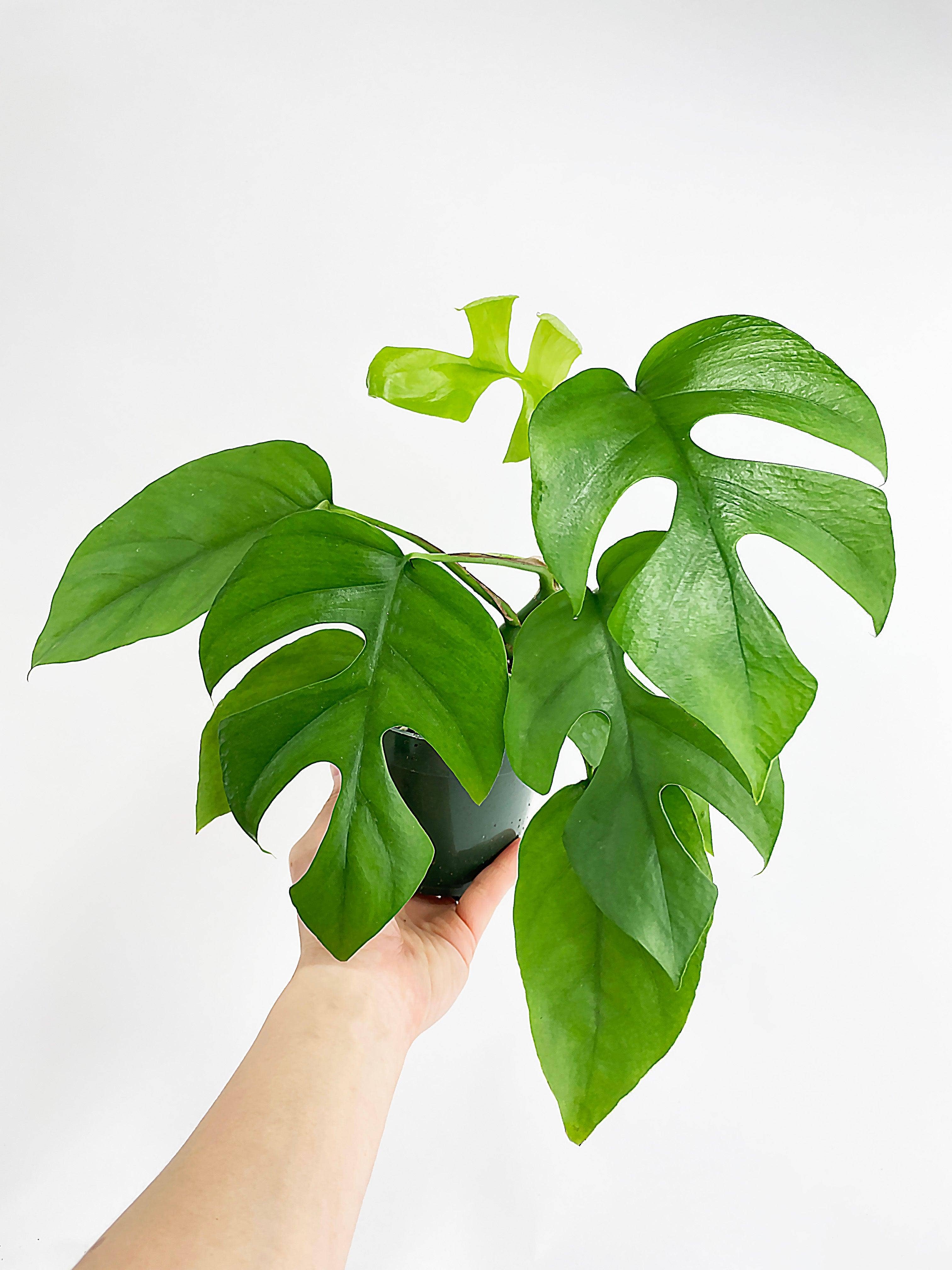 Bumble Plants - Wholesale Live Plant - Rhaphidophora Tetrasperma Mini Monstera 'Ginny'4