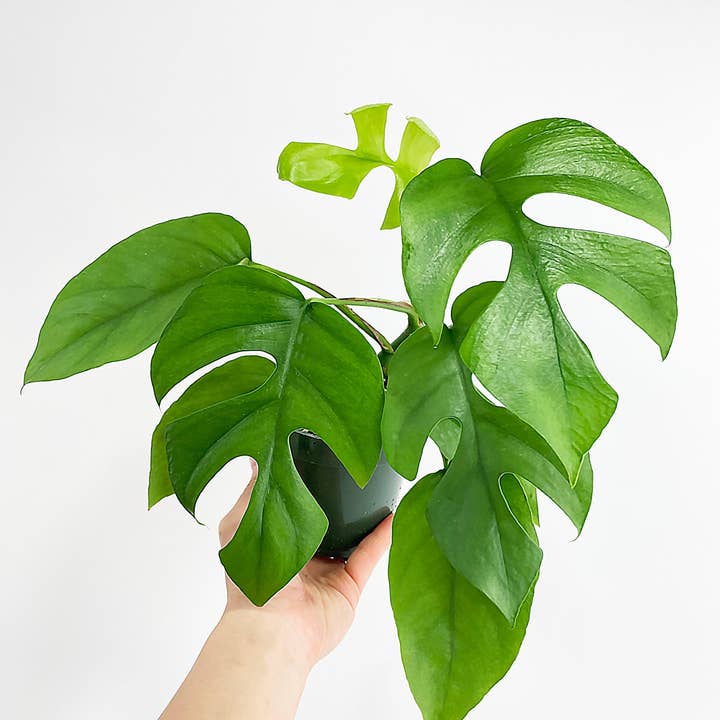 Bumble Plants - Wholesale Live Plant - Rhaphidophora Tetrasperma Mini Monstera 'Ginny'4