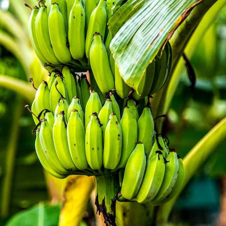 Kumaio® - Wholesale Dried/Dehydrated Fruit - Organic dried banana halves - 250 g2