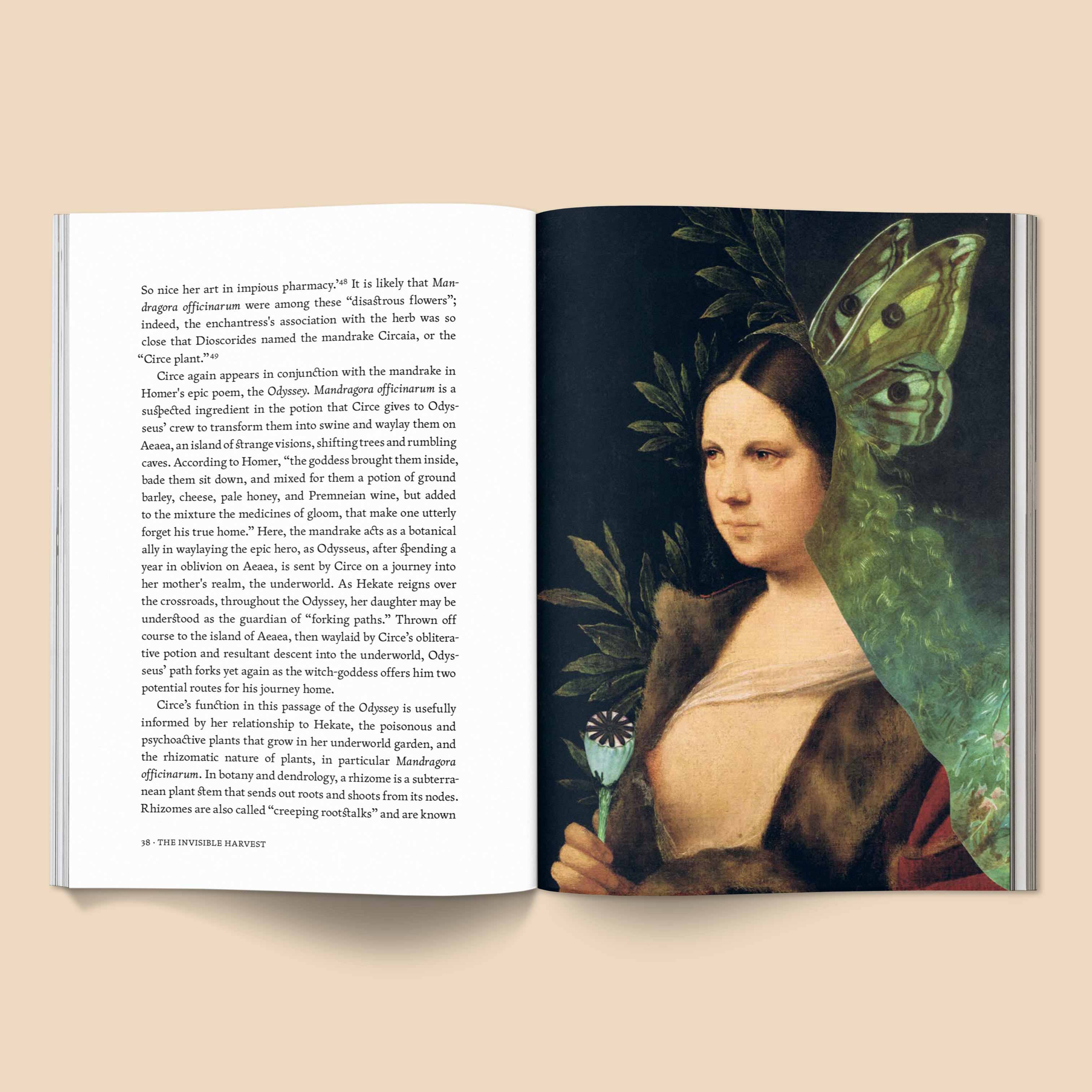 Broccoli - Vente Folklore et mythologie - The Invisible Harvest - Livre4