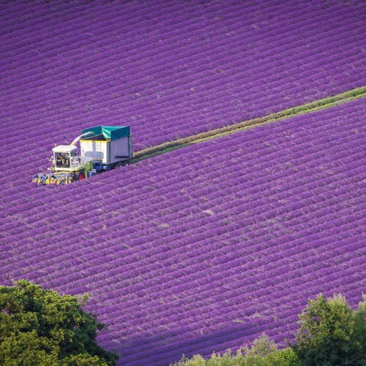 English Lavender Oil - Bulk 1kg for wholesale by Castle Farm Kent