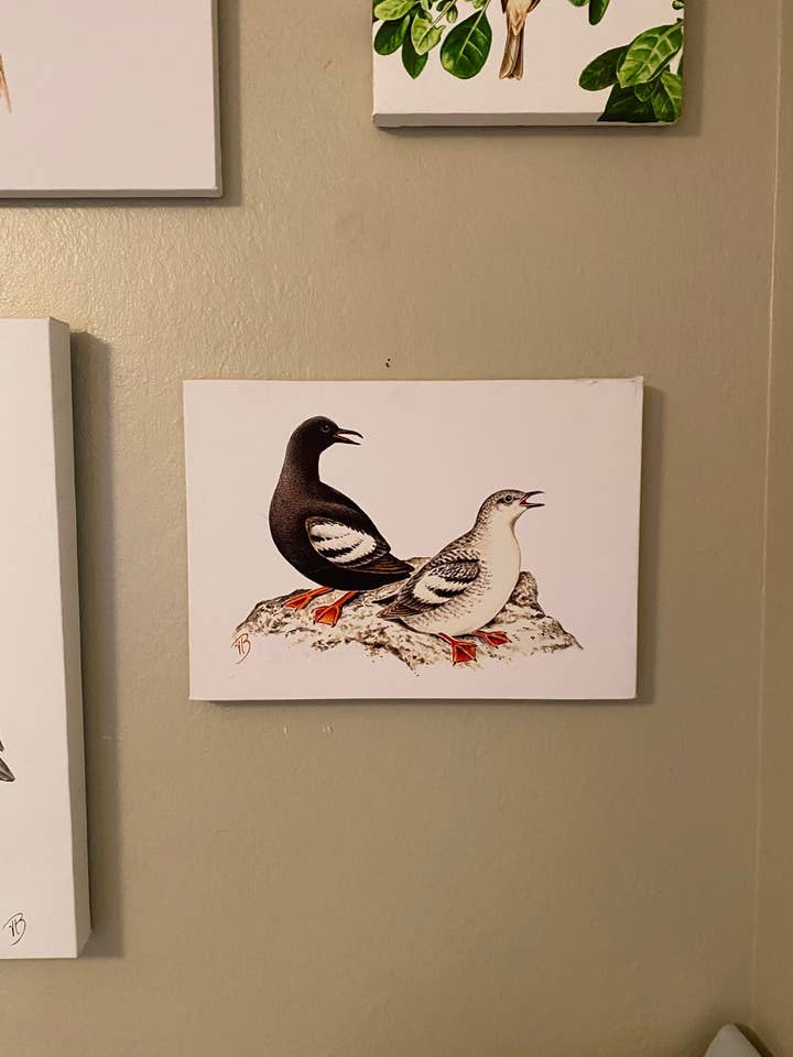 Pigeon Guillemots Billede på lærred for engroshandel hos Streetlightbirds