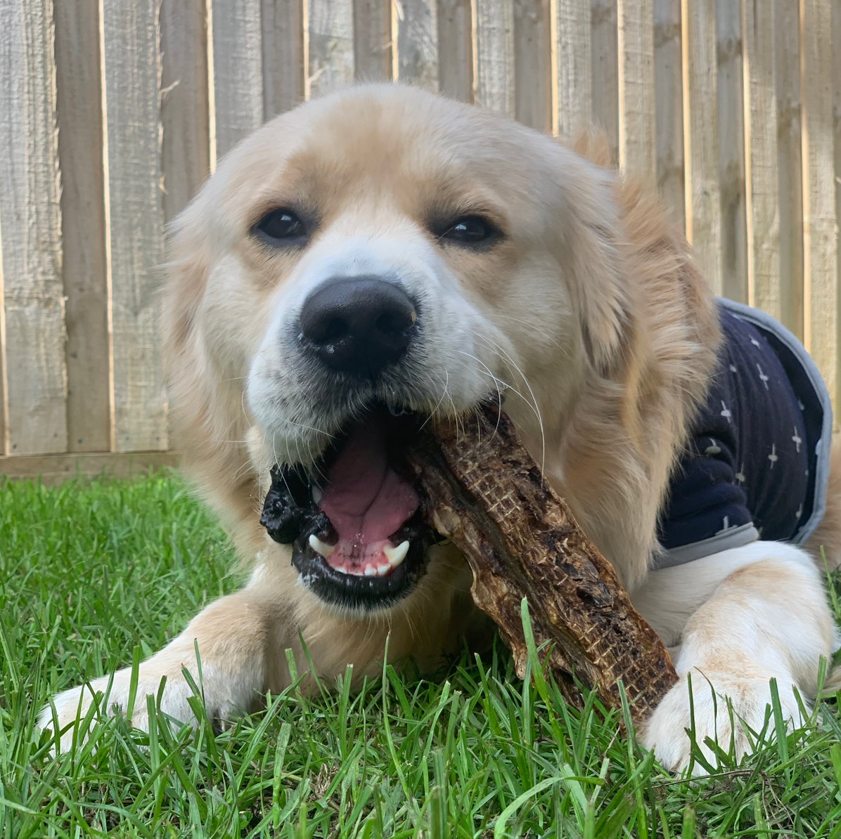 Rover Pet Products - Wholesale Pet treats – Dog - Get Off Ma' Tail - Kangaroo Tails3