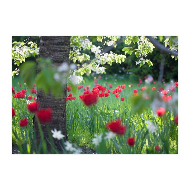 Postal "Jardim da Primavera" por atacado de paruspaper. nutzfeine papeterie