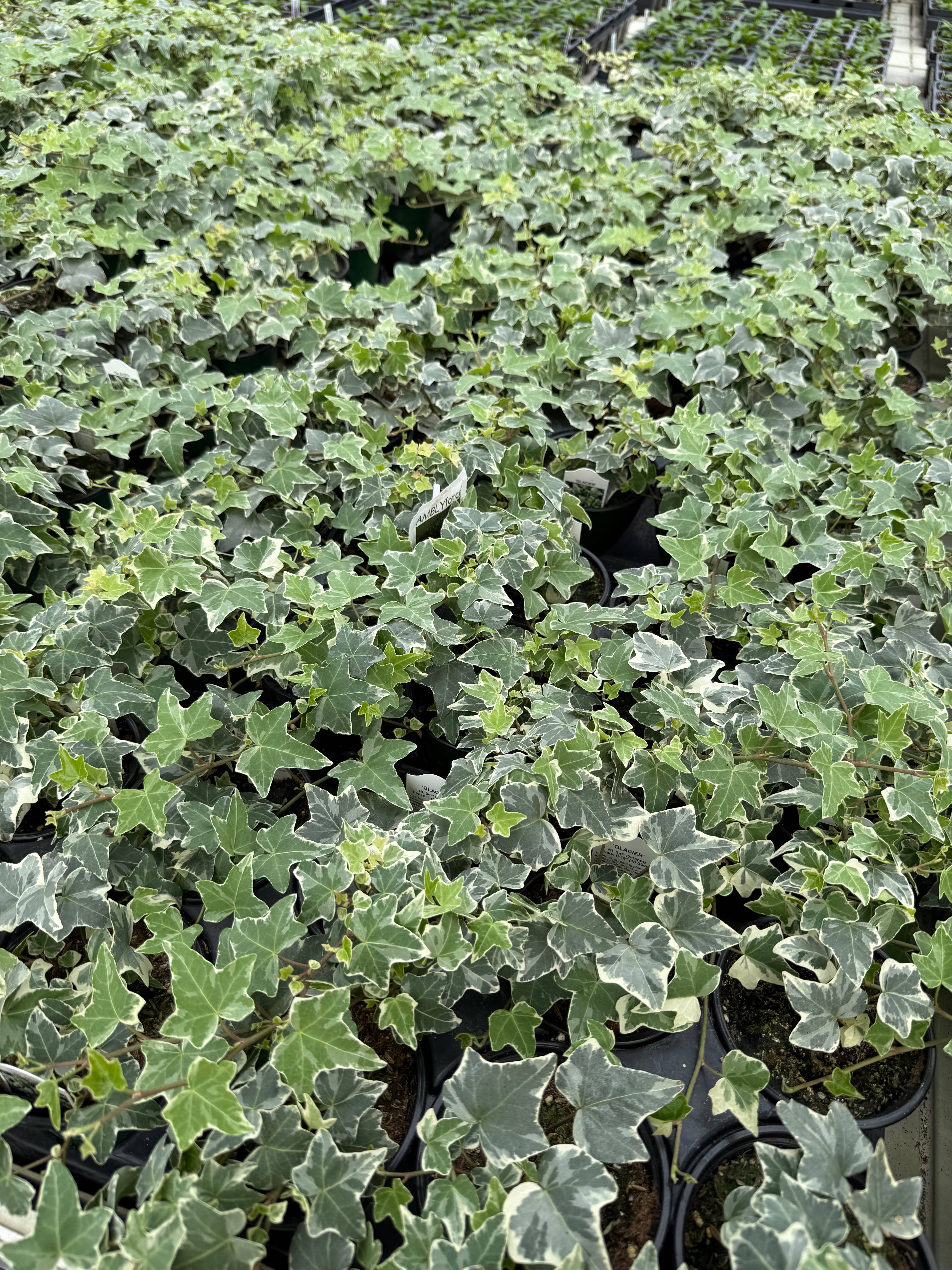 Blúme Gardens - Wholesale Live Plant - Hedera Glacier Ivy | Live Rooted Annual Plants | Live Rooted5