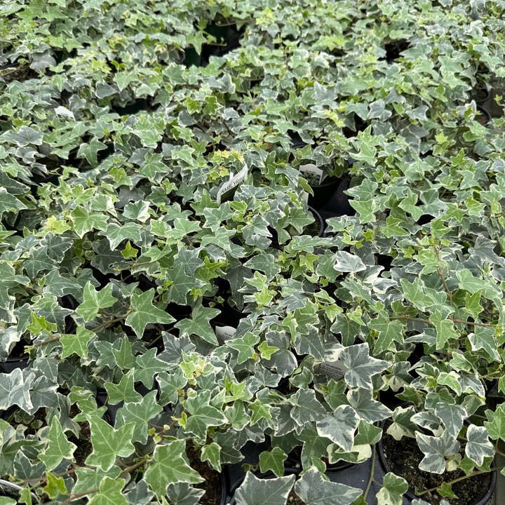 BlĂșme Gardens - Wholesale Live Plant - Hedera Glacier Ivy | Live Rooted Annual Plants | Live Rooted5