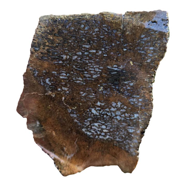 Gem Dinosaur Bone Slab - Cell Pattern - Variable Preservation for wholesale by Lapidary Central
