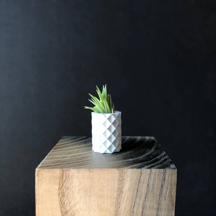 Knurled Air Plant Holder + Live Mini Air Plant, White for wholesale by So Very Lovely