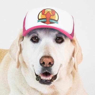 PupLid - Wholesale Pet Hat - Dog - Lobster Standard or Namedrop | Trucker Hat for Dogs39
