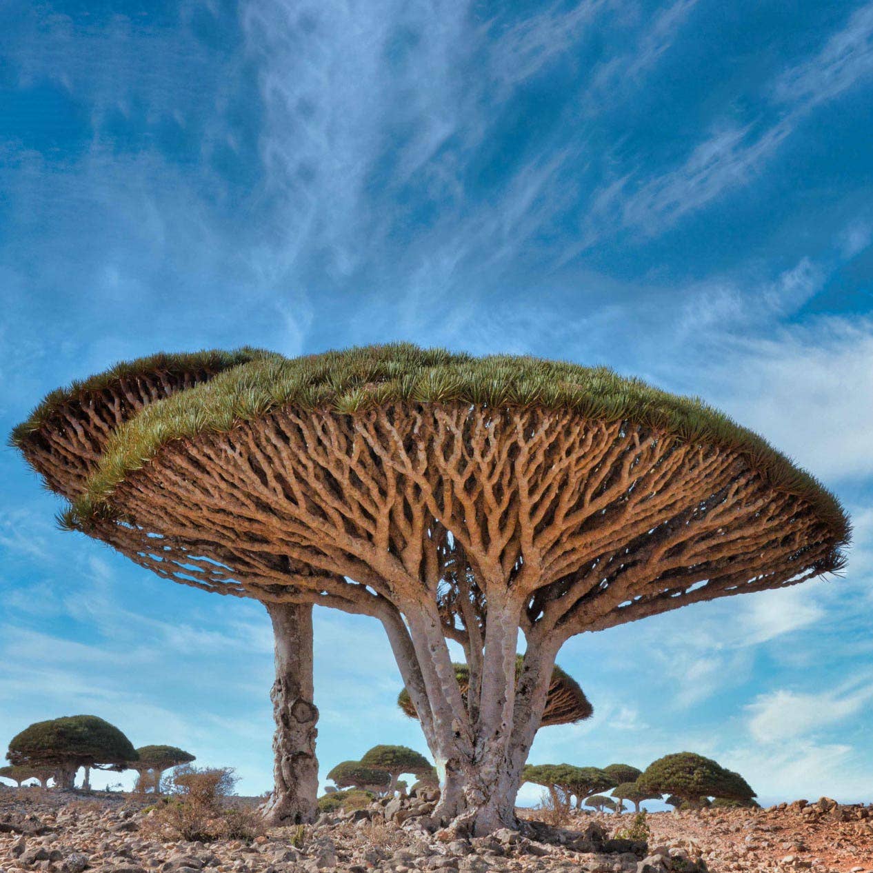 Shwally – Großhandel Gesichtsserum/-konzentrat – Shwally Repair Serum mit Methylenblau & Toten Meer Mineralien6