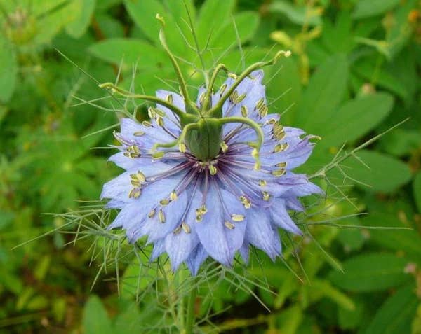 Daydream Organics | Prairie Doctor Brand - Wholesale Tincture - Nigella (Black Seed) Herbal Tincture