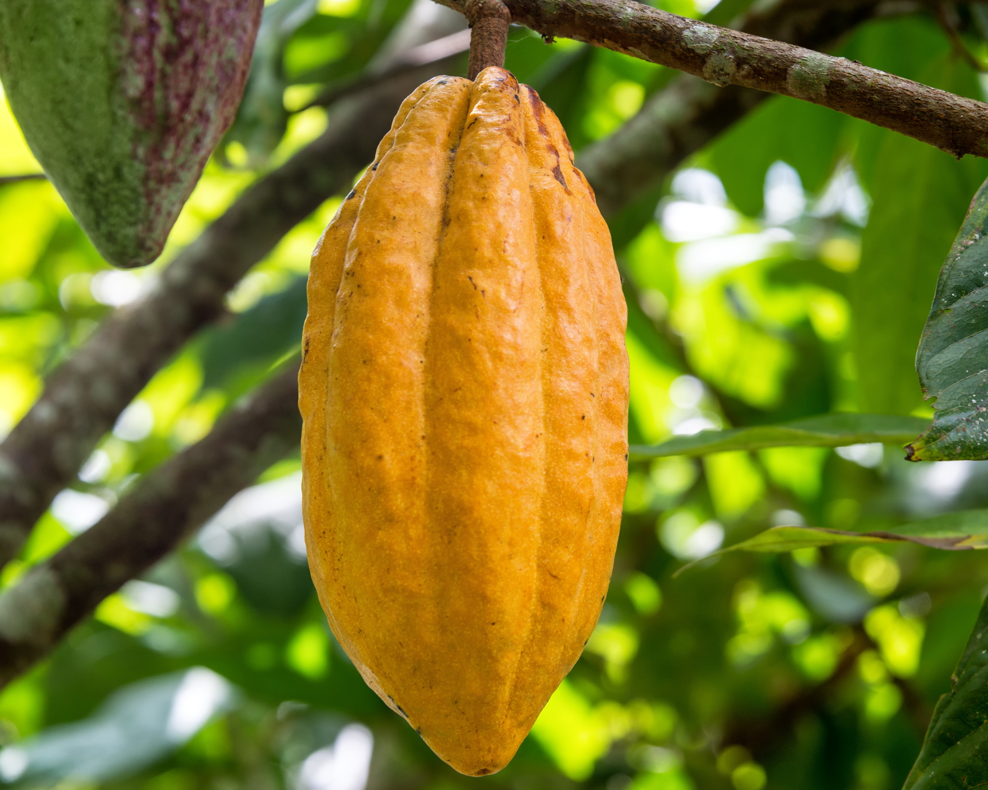 Comptoir Des Epices Madagascar - Wholesale Chocolade - (1 kg) Biologische ceremoniële Criollo cacaomassa8