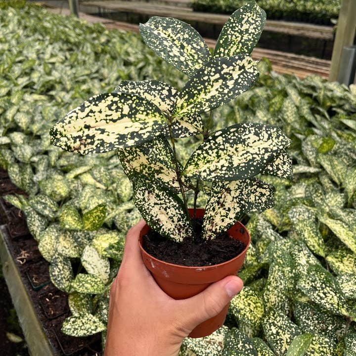4" Florida Beauty 'Dracaena Surculosa' for wholesale by Dana-Lynn Nursery