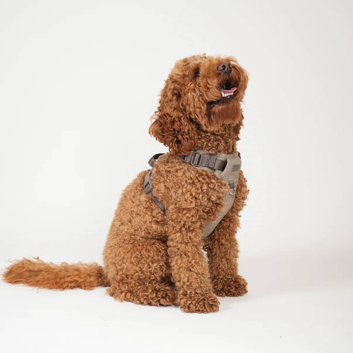 Staey - Wholesale Pet Harness - Dog - Elma Dog Harness | Mocha1