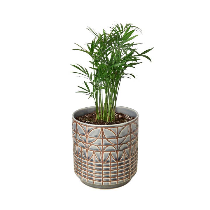 House Plant Wholesale WEST - Wholesale Live Plant - Parlor Palm11