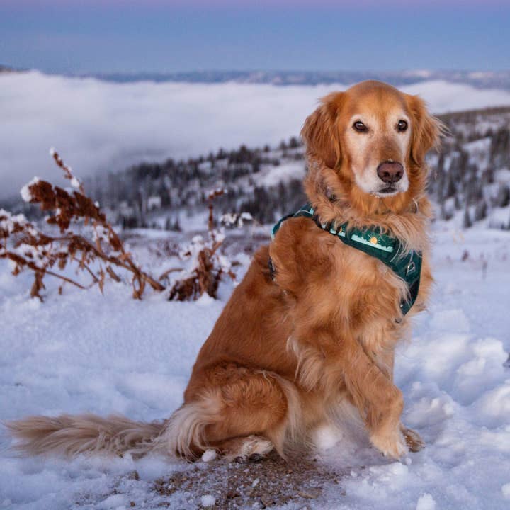 Wildside Dog Gear - Wholesale Pet Harness - Dog - Tahoma Peak Front Clip Dog Harness with Handle 2