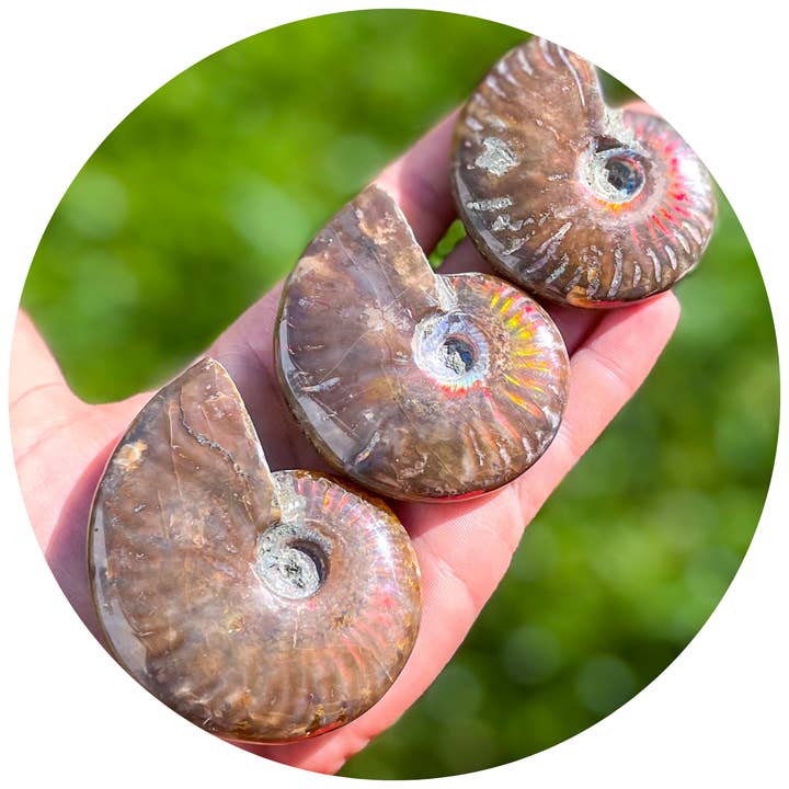 Fire Ammonite Fossil, Natural history, Ethically Sourced for wholesale by Mandala Gems