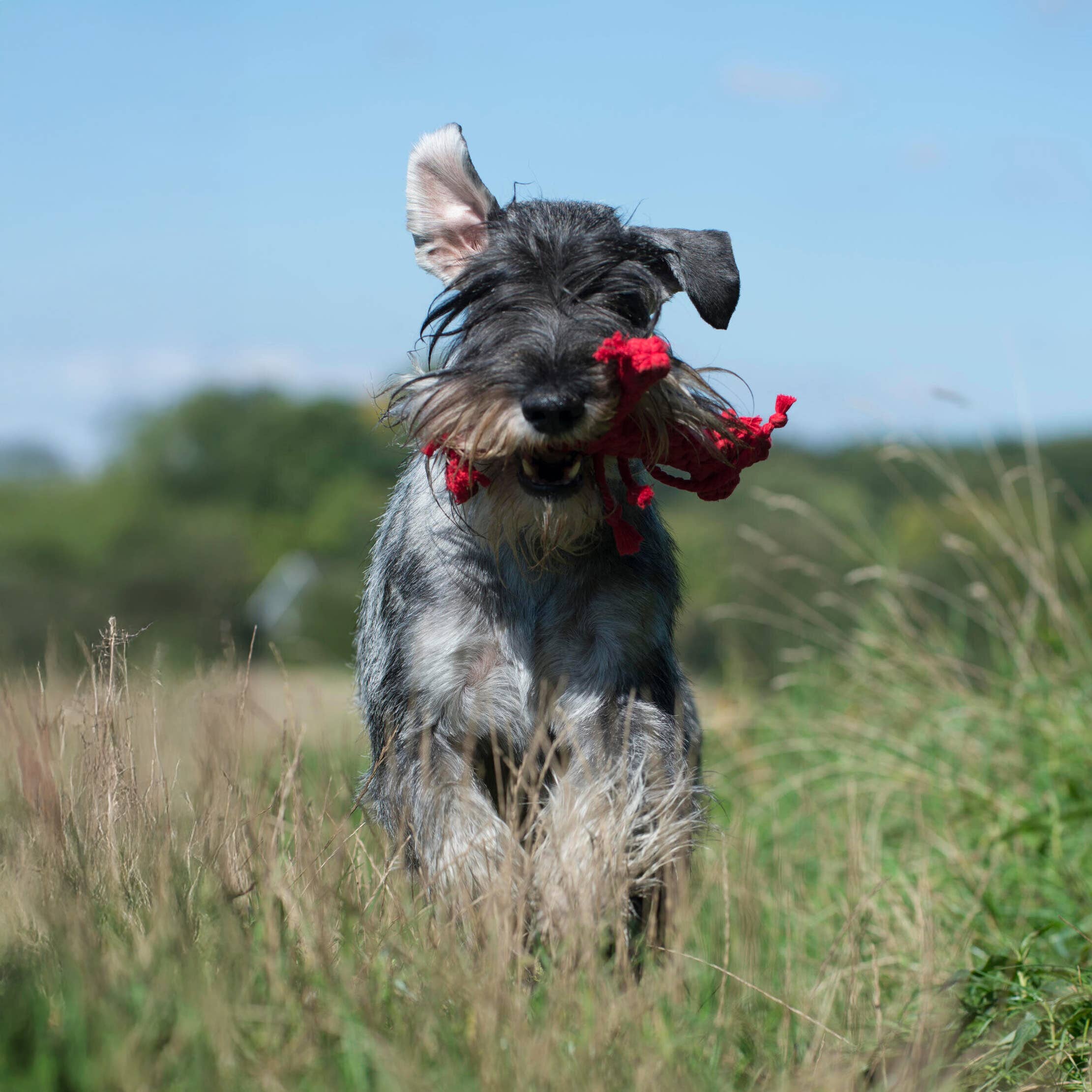 LABONI - Volentis GmbH - Vendita all'ingrosso Giocattolo di corda - Cani - Hugo Hummer17
