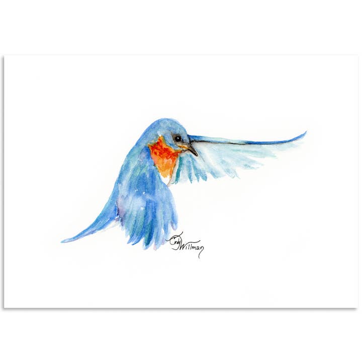 Eastern Bluebird in flight for wholesale by Moonlight & Grace