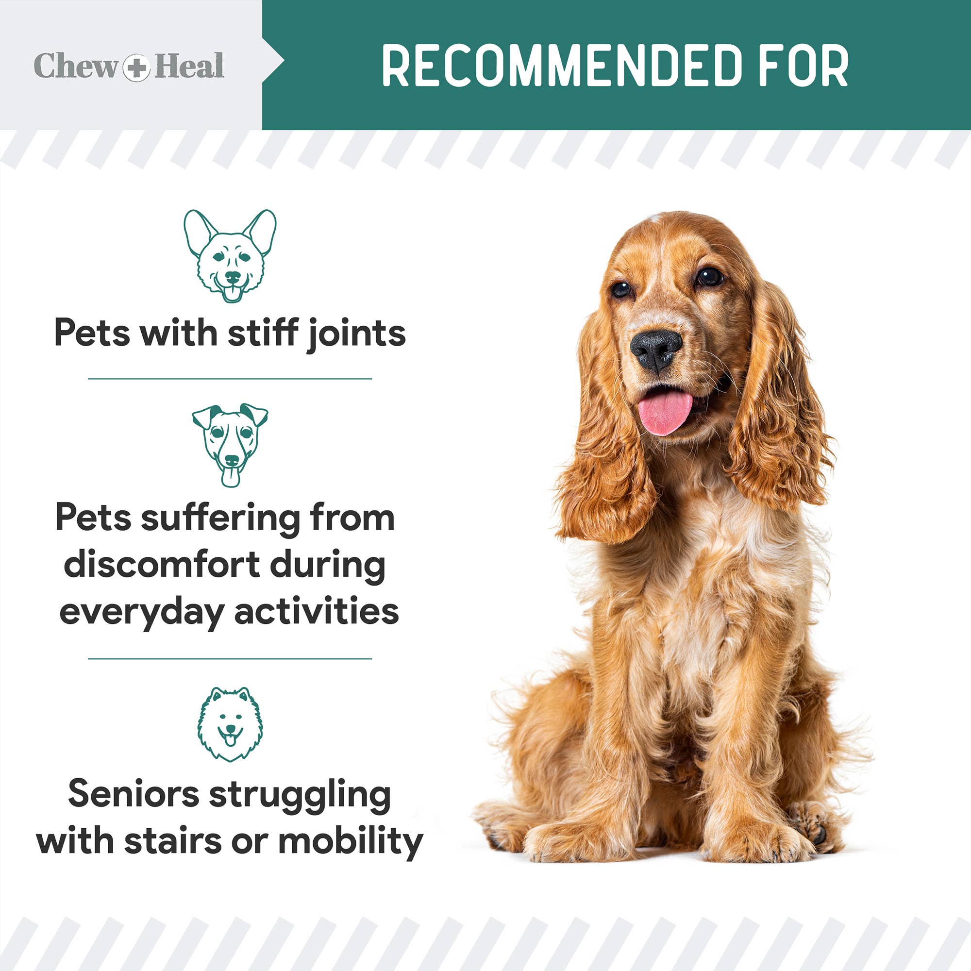 Chew + Heal - Vendita all'ingrosso Integratore per animali domestici - Cani - Polvere di Cozza dalle Labbra Verdi per Anca e Articolazioni8