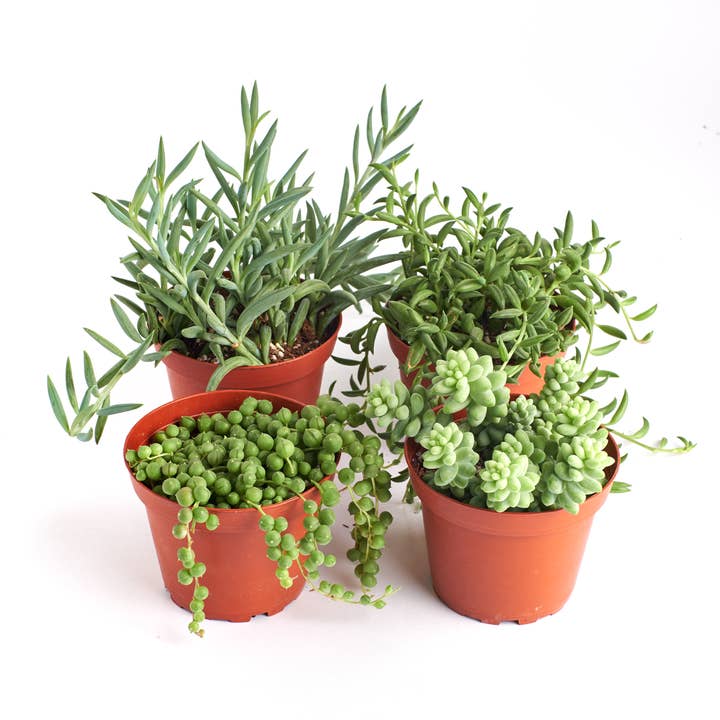 Home Botanicals - Wholesale Succulent - Mixed Hanging Succulent Pack in 4" Grow Pots (Pack of 4)