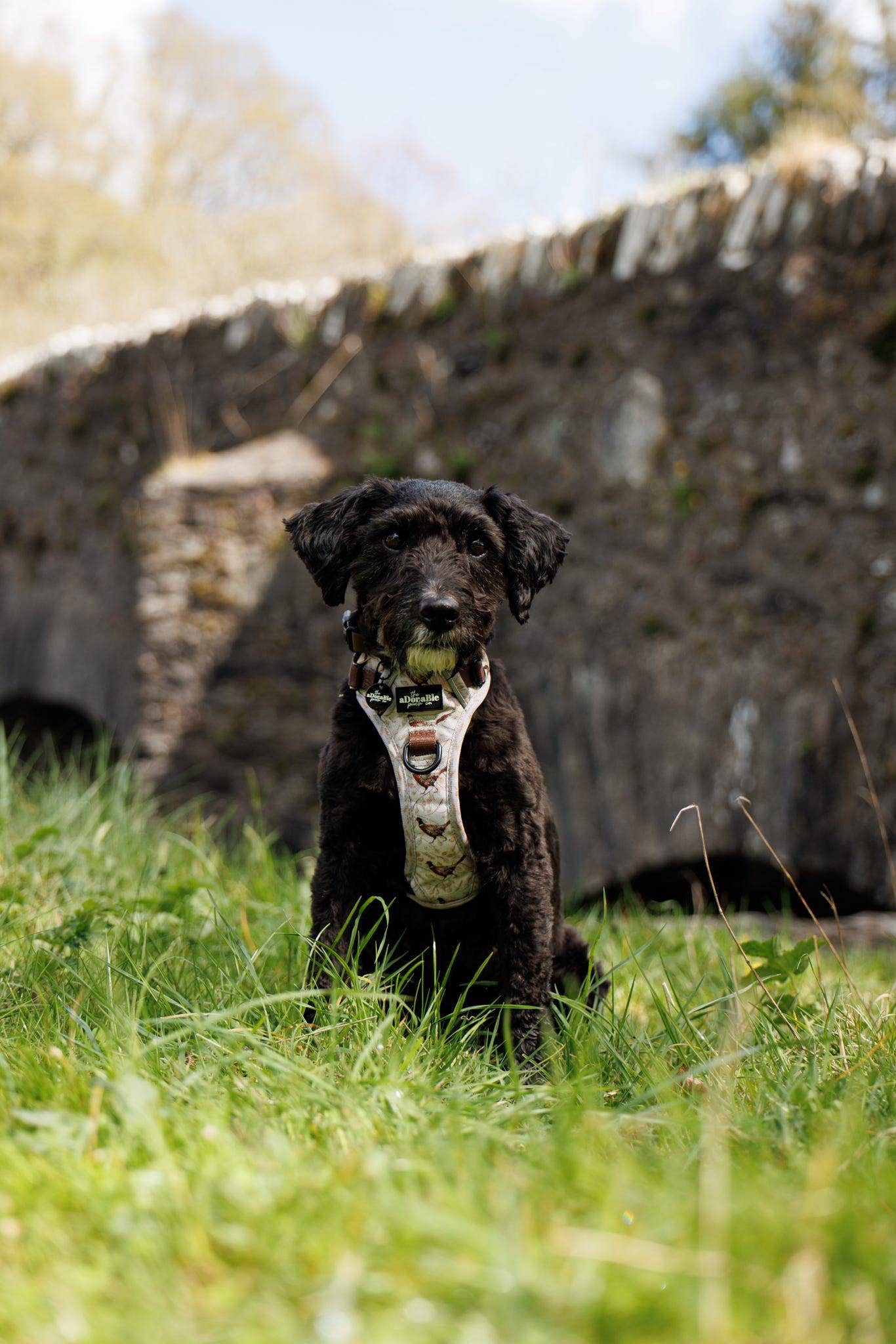 The aDoraBle Pooch Company - Wholesale Tuig voor huisdieren - Hond - Hike & Go™ Harnas - Farmland Fazant15