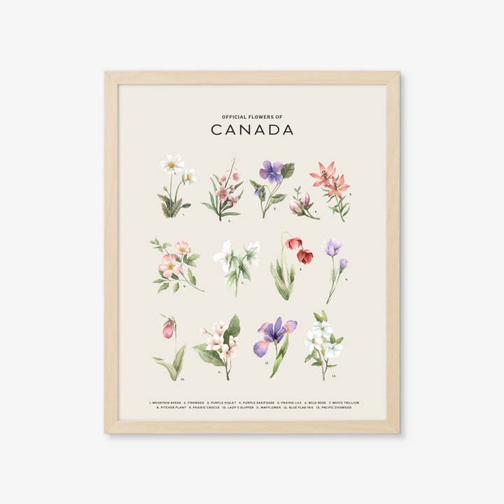 Natasha Vanderburg Co. - Wholesale Art Print - Official Flowers of Canada Art Print